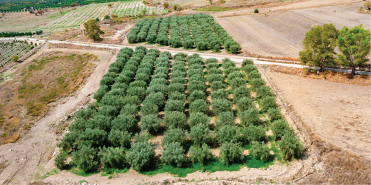 Wie wird unser Olivenöl produziert?